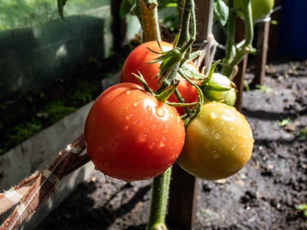 在阳光下，温室里番茄植株上成熟的番茄的特写镜头。有机红番茄图片下载