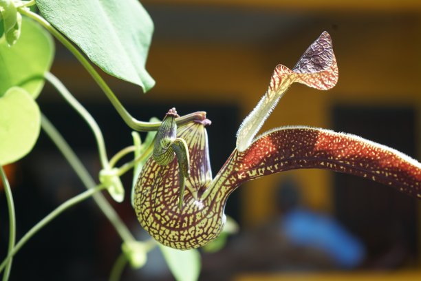 鹈鹕花(马兜铃花)的全画幅照片。花:像鸟一样，萼片连接形成一个s形管，淡绿色带有红紫色的网状图案。花瓣的尖端很长图片下载