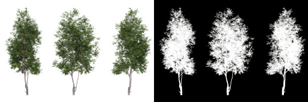 梓树在一个透明的背景图片下载