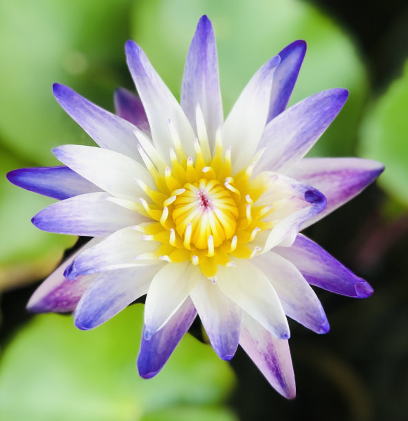 一朵美丽的紫白色睡莲或荷花绿叶迷离的背景图片下载