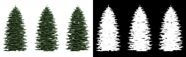 云杉树在一个透明的背景图片下载