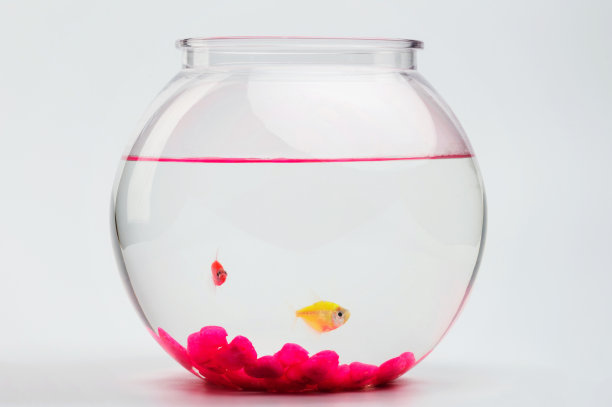 两条小鱼从鱼缸里往外看图片下载