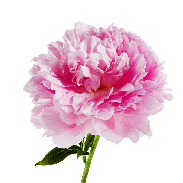 粉红色牡丹花，孤立在白色背景上图片下载
