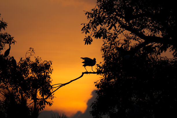 日落时红树上的白鹭图片下载