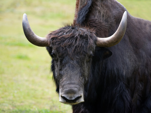 绿色背景上的牦牛肖像图片下载