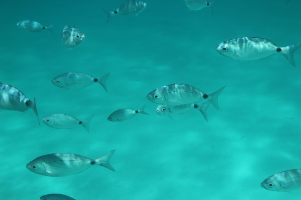 在萨萨里省的拉佩洛萨，海面附近的水下有鞍鲷鱼。意大利撒丁岛图片下载