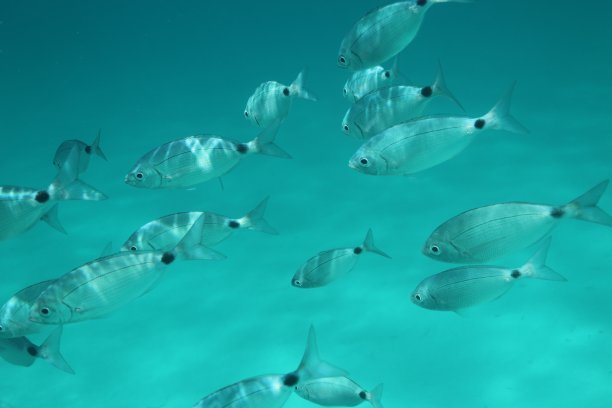 在萨萨里省的拉佩洛萨，海面附近的水下有鞍鲷鱼。意大利撒丁岛图片下载