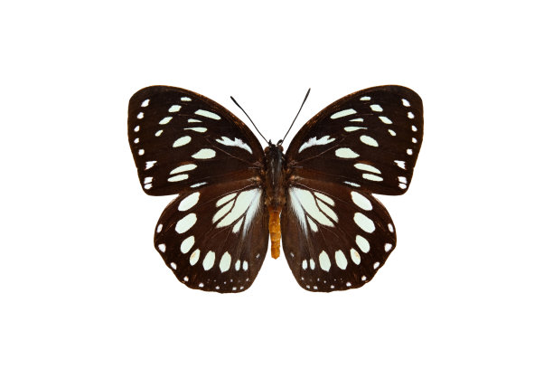 在白色背景上分离的普通森林女王图片下载