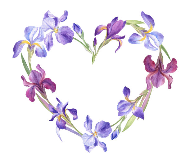 心形框架由鸢尾花用水彩画成图片下载