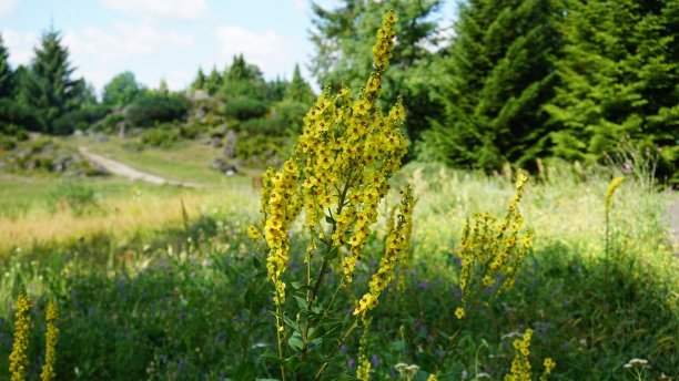 植物园里美丽的毛蕊花图片下载