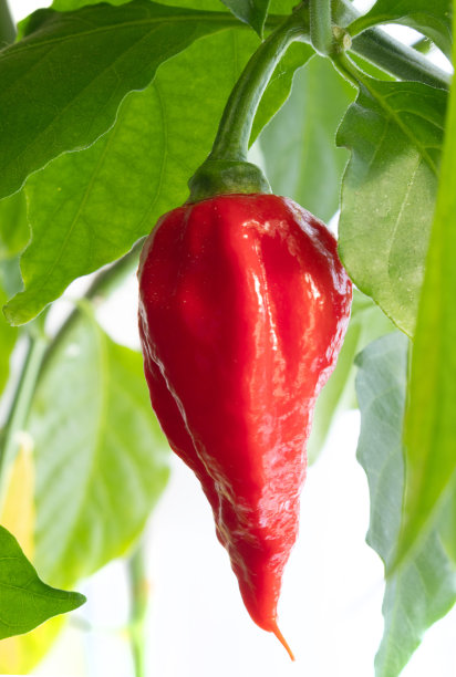 红熟鬼椒图片下载