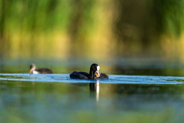 欧亚白骨顶的特写图片，白骨顶是一种水鸟，有独特的白色喙和黑色头部图片下载