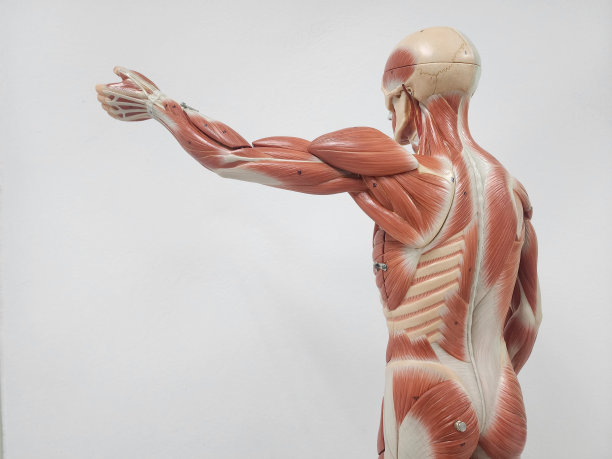 肌肉解剖模型图片下载