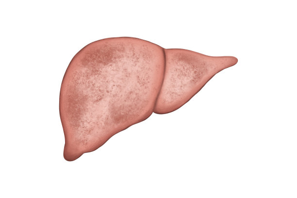 在白色背景上分离出不健康的人肝脏。医学教育界受损人体肝脏插画作品。图片下载