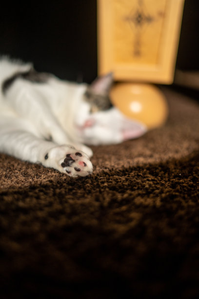 猫爪选择性聚焦图片下载