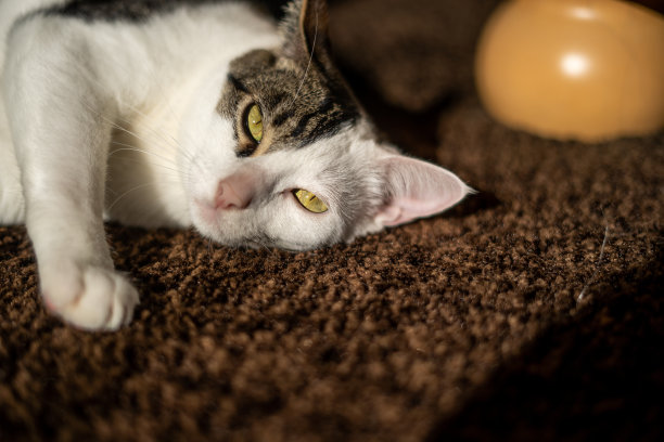 太阳下的猫眼图片下载