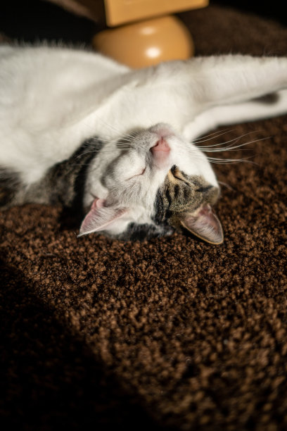 猫在阳光下倒立着睡觉图片下载