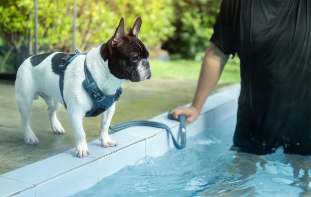 可爱的小法国斗牛犬站在游泳池听命令。狗的训练和锻炼。图片下载