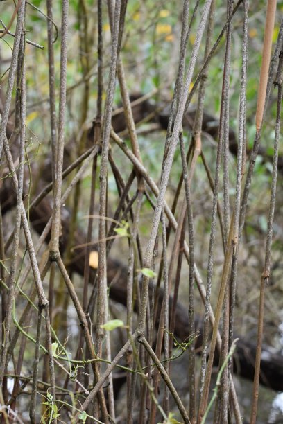 西印度群岛特立尼达的卡罗尼沼泽和卡罗尼鸟类保护区的红树林图片下载