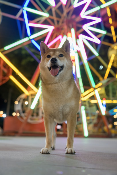 游乐园里的柴犬和摩天轮。图片下载