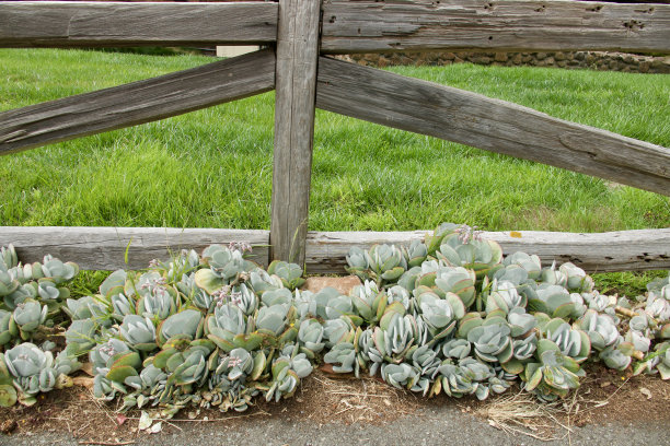 质朴的劈轨木栅栏与多肉植物接壤的草坪图片下载