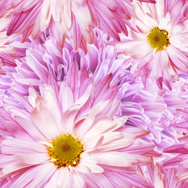 无缝花卉背景。花有菊花，花瓣有牡丹。关闭了。图片下载