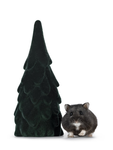 仓鼠在冬季设定在白色背景图片下载