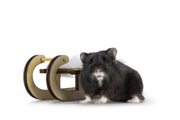 仓鼠在冬季设定在白色背景图片下载