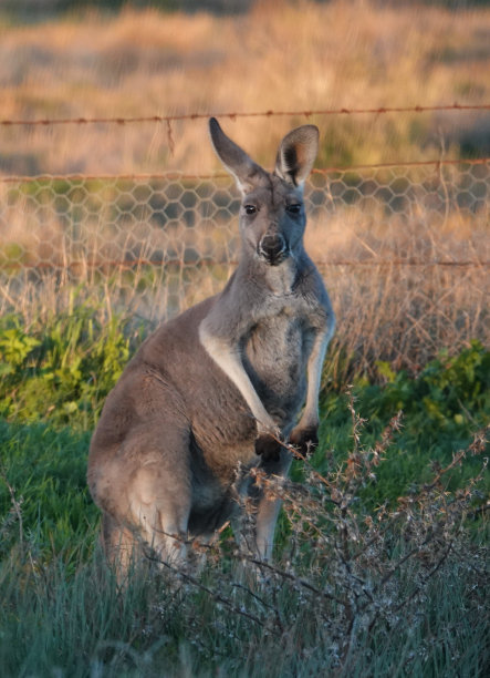 袋鼠图片下载