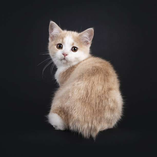 黑底马岛猫小猫图片下载