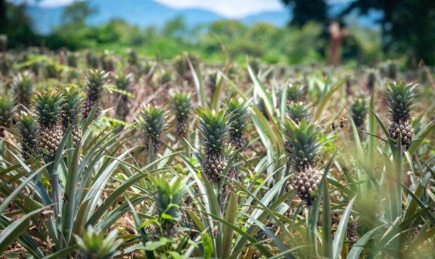 一群菠萝果实生长在种植园里。图片下载