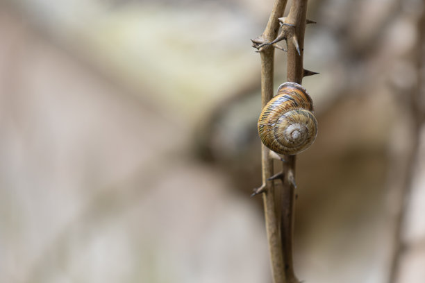 蜗牛在带刺的棍子上图片下载