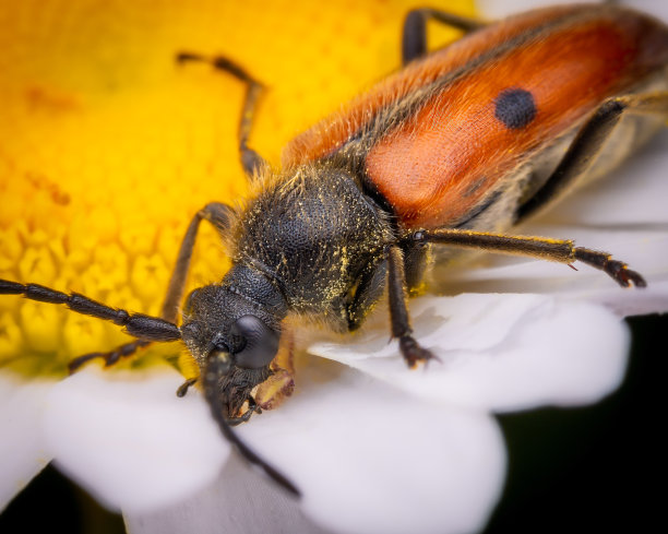 花上的彩色昆虫图片下载