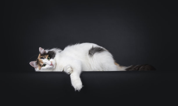 黑色背景的土耳其范猫图片下载