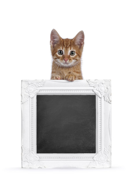 白底框架上的红猫图片下载