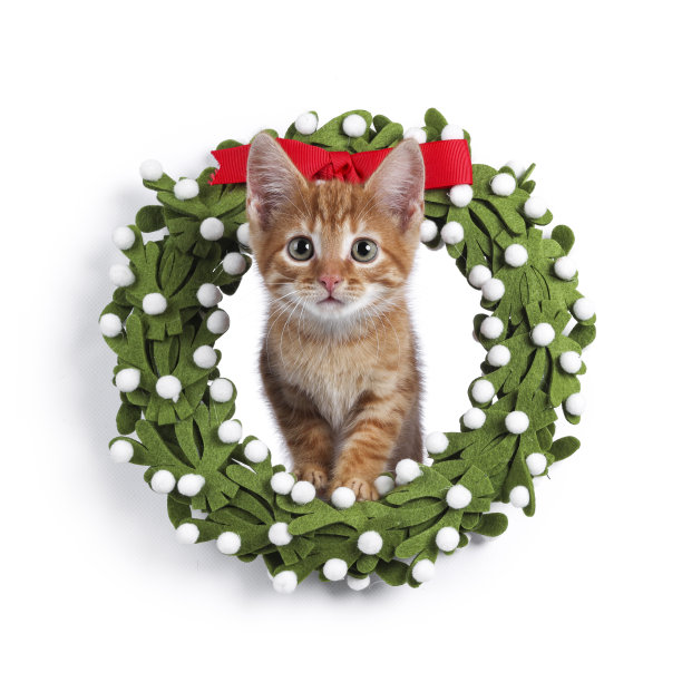 白色背景的家猫图片下载