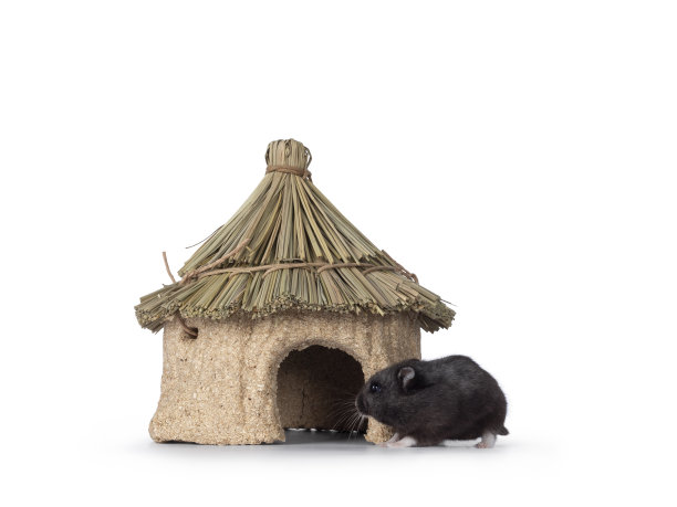 白色背景的仓鼠图片下载