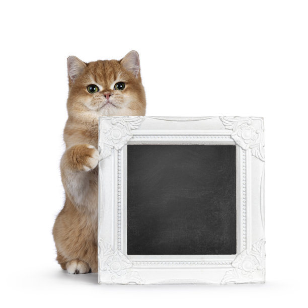 金色阴影的英国短毛猫在白色图片下载