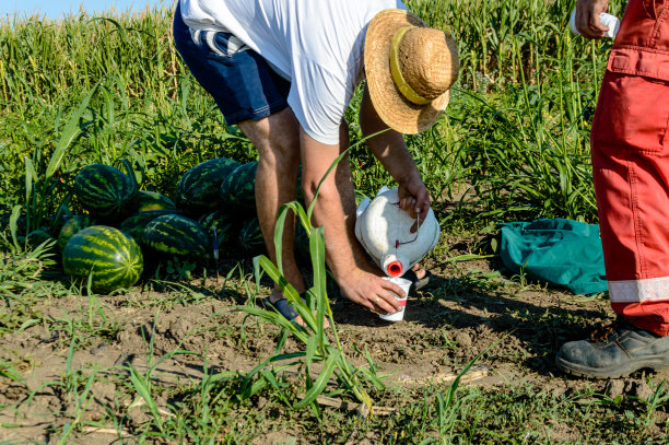 一对农民正在田地里喝水。图片下载