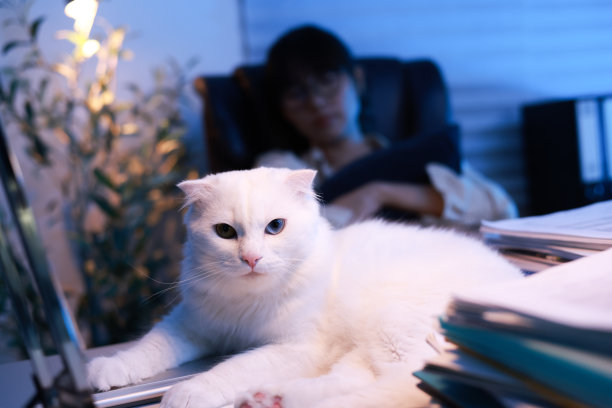 这只可爱的白猫躺在桌子上，旁边放着一叠纸，背景是她的老板，她试图在椅子上工作到很晚图片下载