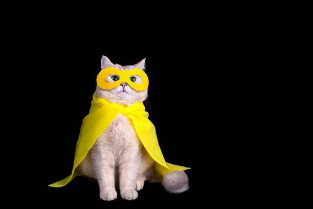 可爱的白猫穿着黄色的超级英雄服装，坐在黑色的背景上图片下载