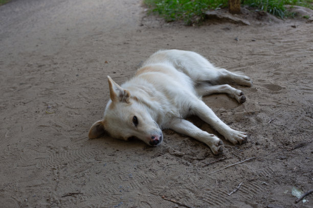 一头浅色毛的流浪狗躺在沙路上图片下载