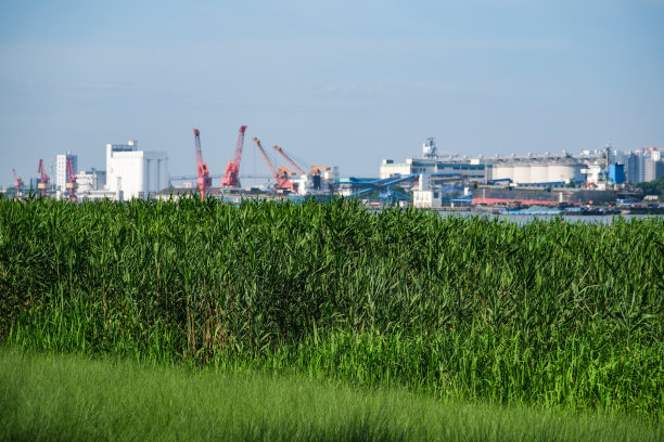 河边芦苇的自然绿叶背景。背景是一个商业码头。图片下载