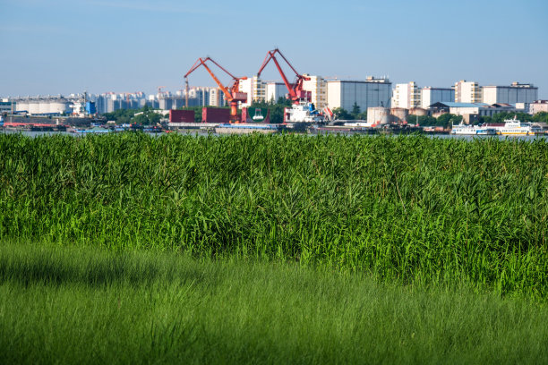 河边芦苇的自然绿叶背景。背景是一个商业码头。图片下载