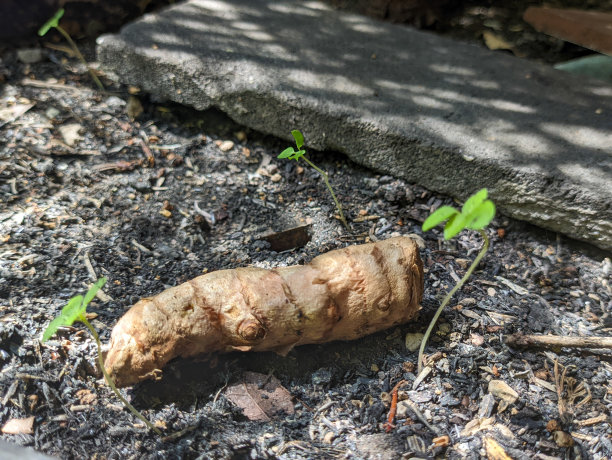 姜黄的近照图片下载