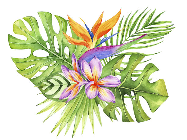 热带花和叶组成孤立在白色背景。水彩手绘插图异国植物的安排。花的气味。完美的邀请，卡片，印刷。图片下载