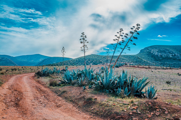 仙人掌和龙舌兰类型植物的沙漠景观照片图片下载