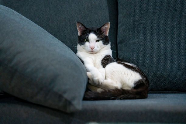 一只黑白相间的家猫躺在灰色的沙发上图片下载