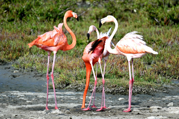 火烈鸟博内尔岛图片下载