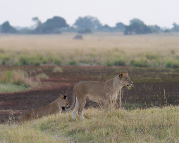 在博茨瓦纳乔贝国家公园，一只母狮站在草丛中图片下载